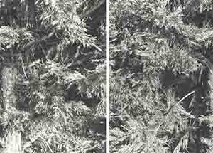 Fotografia di Simona Luchian 2