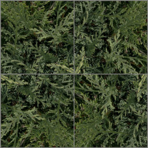 Fotografia Laura Cemin 4