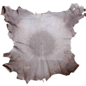 Pittura - Carolina Corno 2